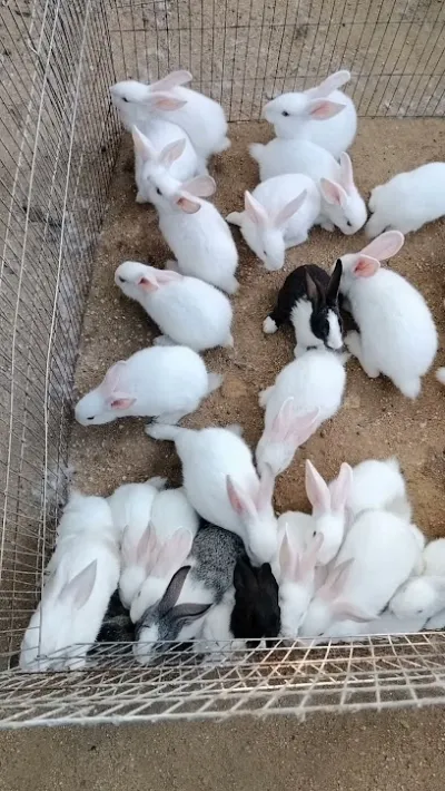 thỏ giống ninh thuận - cửa hàng tạp phẩm