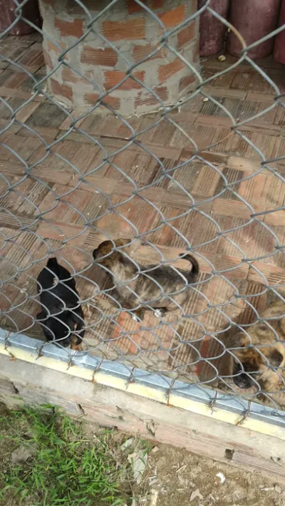 thú y cộng đồng - dịch vụ cấp cứu thú y