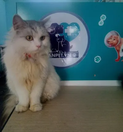 thú y fanpet bình thạnh - bệnh viện thú y