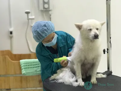thú y thảo trần - thao tran vet clinic - bệnh viện thú y thú y thảo trần - thao tran vet clinic - bệnh viện thú y