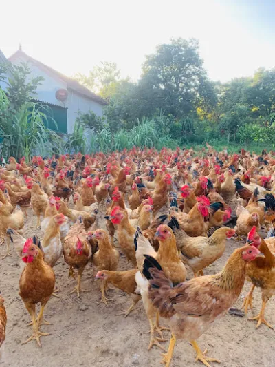 thức ăn chăn nuôi hoa phi - cửa hàng thức ăn gia súc