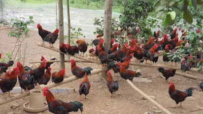 thuốc thú y và thiết bị vật tư anh tuấn - hiệu thuốc thú y