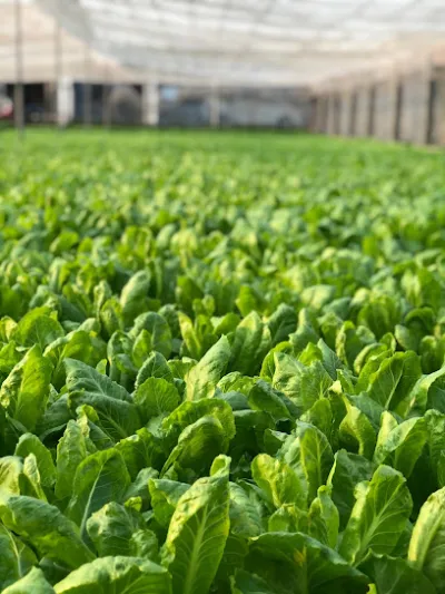 thương hiệu chuyên sỉ lẻ rau củ quả - chợ bán buôn nông sản