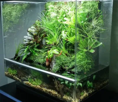 thủy sinh bình dương - trang trại cây