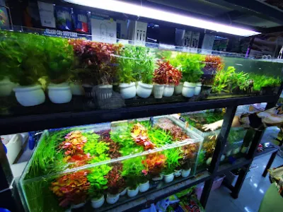 thuỷ sinh thanh đoàn - cửa hàng bán buôn cây cảnh