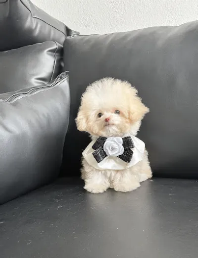 ti house pet shop - cửa hàng vật nuôi