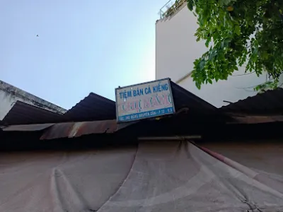 tiệm bán cá kiểng chị năm - cửa hàng cá