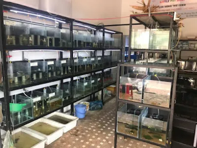 tiệm cá cảnh - suối fish house - cửa hàng cá cảnh
