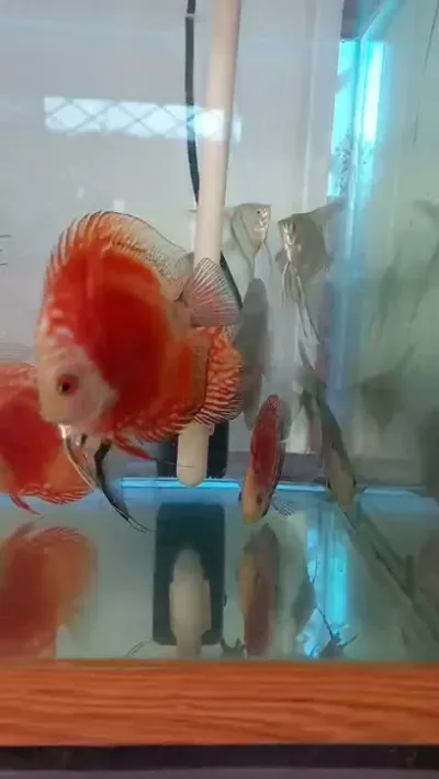 tiệm cá cảnh tân hội - cửa hàng cá cảnh