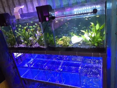 tiệm cá cảnh thắng 2 - cửa hàng cá cảnh