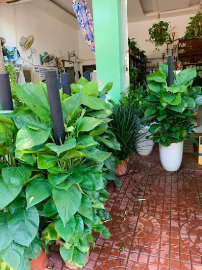 tiệm cây cảnh mini p & n - cửa hàng bán buôn cây cảnh