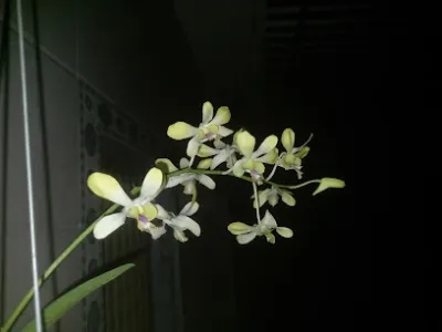 tiệm cây nhí - cửa hàng bán buôn cây cảnh