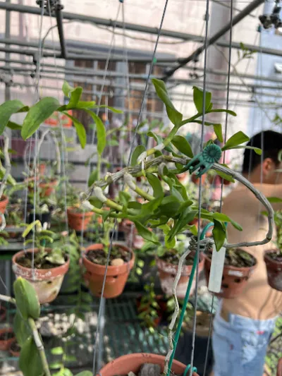 tiệm chim kiểng út huy - cửa hàng vật nuôi