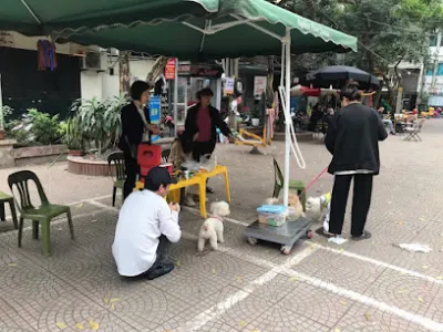 tiêm phòng bệnh chó mèo tại nhà pa - dịch vụ cấp cứu thú y