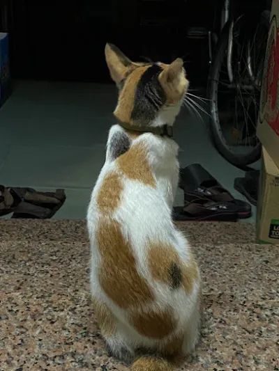 tiệm tạp hoá - cửa hàng tạp hóa