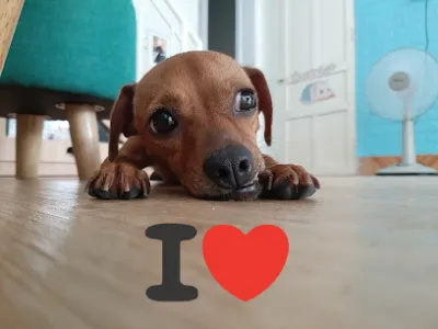 tôm pet grooming - tiệm làm đẹp thú cưng tại huế - dịch vụ trông thú cưng