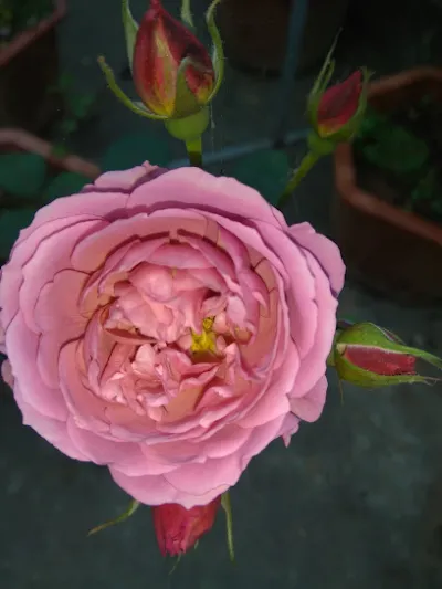 tổng kho thức ăn chăn nuôi trần nan - cửa hàng