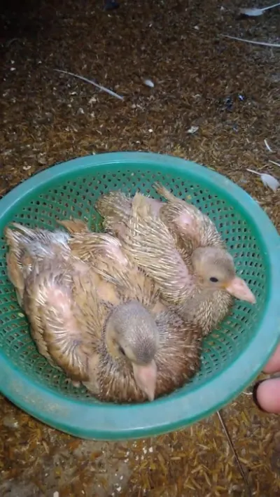 trai bồ câu cần thơ - trang trại