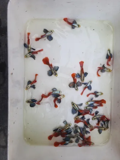 trại cá 7 màu quang hữu - cửa hàng cá cảnh