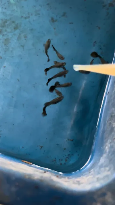 trại cá bảy màu - cửa hàng