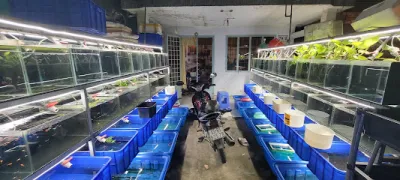 trại cá bảy màu đức đỗ guppy betta - cửa hàng cá trại cá bảy màu đức đỗ guppy betta - cửa hàng cá