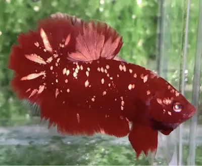 trại cá betta & guppy - cửa hàng cá cảnh