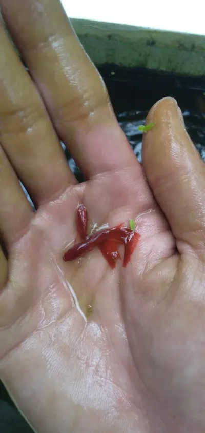 trại cá cảnh thịnh guppy - cửa hàng cá