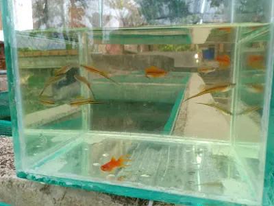 trại cá cảnh văn quang - trại cá