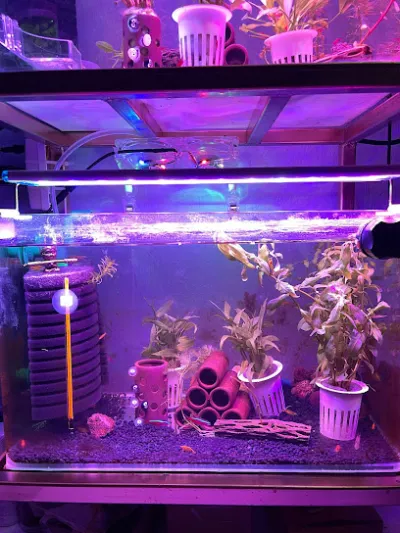 trại cá cảnh woắn - cửa hàng cá cảnh