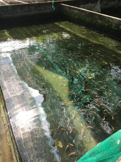 trại cá giống 5 cường - trại cá trại cá giống 5 cường - trại cá