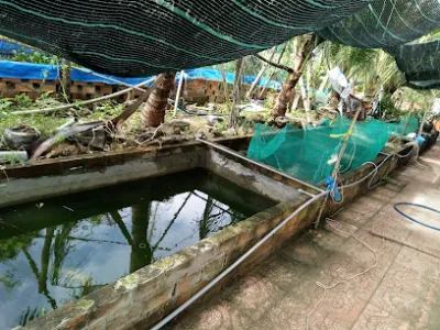 trại cá giống, cá cảnh quang minh - trại cá trại cá giống, cá cảnh quang minh - trại cá