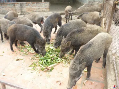 trại cá giống kim hoàng - trại cá trại cá giống kim hoàng - trại cá