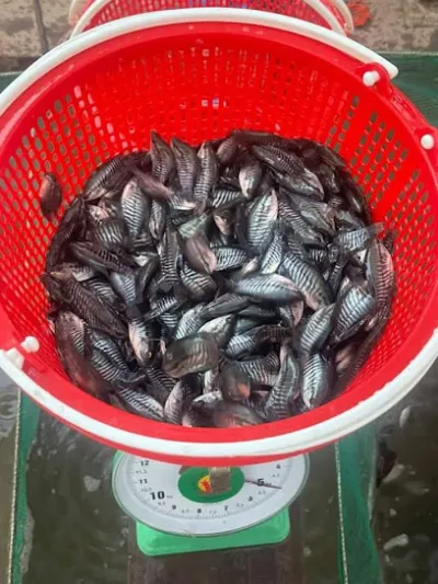 trại cá giống minh - trại cá trại cá giống minh - trại cá