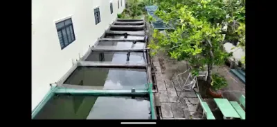 trại cá giống năm đắc - cửa hàng bán buôn