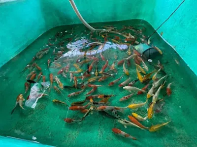 trại cá giống năm lợi - cửa hàng cá