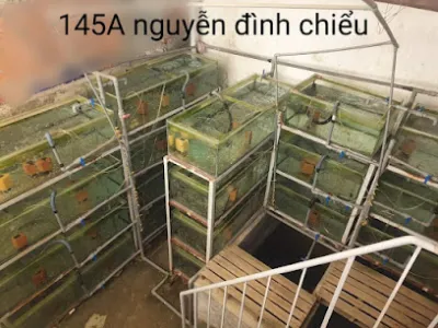 trại cá hà lan 145a nguyễn đình chiểu - cửa hàng cá cảnh