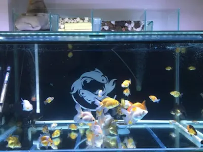 trại cá kiểng lấp vò đồng tháp - cửa hàng cá