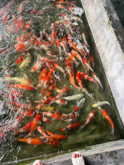 trại cá koi nam định(san trần) - trang trại nuôi trồng thủy sản
