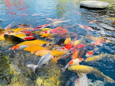 trại cá sơn liên - trang trại nuôi trồng thủy sản