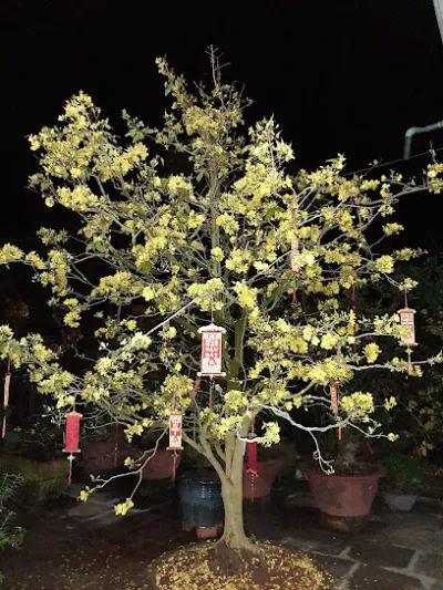 trại cây cảnh cây giống út nhãn - cửa hàng