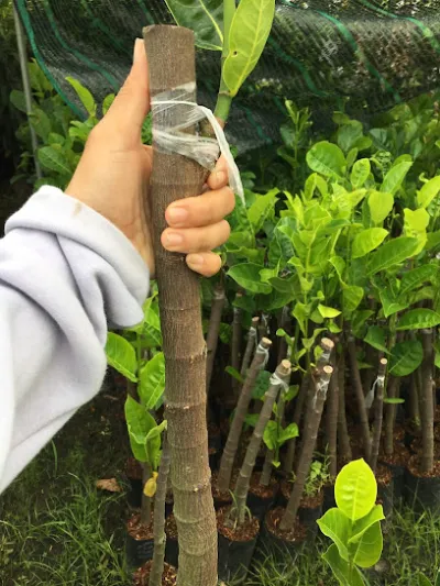 trai cay giong hoang an - văn phòng công ty