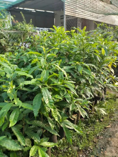 trại cây giống thường đạt - cửa hàng bán buôn cây cảnh trại cây giống thường đạt - cửa hàng bán buôn cây cảnh