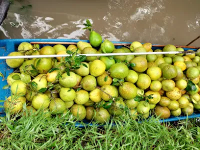 trại cây giốnghoàng đông.kinh doanh vận tải.3 kỳ - cửa hàng bán buôn cây cảnh trại cây giốnghoàng đông.kinh doanh vận tải.3 kỳ - cửa hàng bán buôn cây cảnh