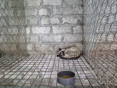 trại cầy hương yên bái - trang trại