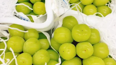 trái cây nhập khẩu vũng tàu - quynh thj fruit & wines - cung cấp sản xuất thực phẩm