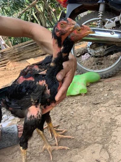 trại chăn nuôi - dịch vụ chăm sóc thú nuôi