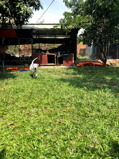 trại chó tây ninh - dịch vụ trông thú cưng trại chó tây ninh - dịch vụ trông thú cưng