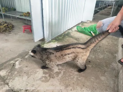 trại chồn hương giống hưng phát - cửa hàng vật nuôi trại chồn hương giống hưng phát - cửa hàng vật nuôi