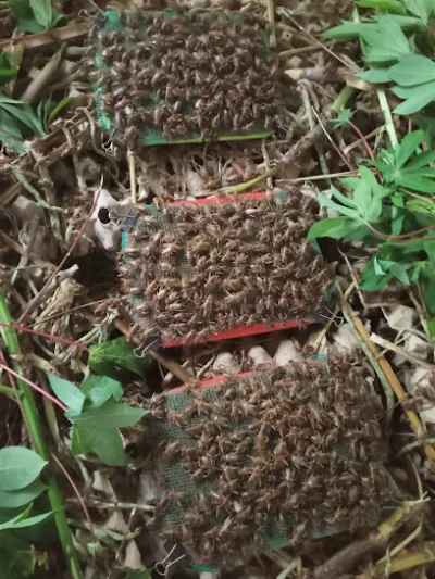 trại dế phú sơn - trang trại