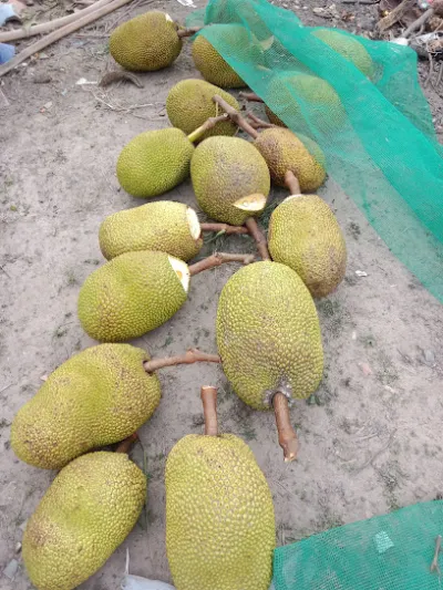 trại dê, vườn trái cây hiền mai vy - vườn cây ăn quả trại dê, vườn trái cây hiền mai vy - vườn cây ăn quả